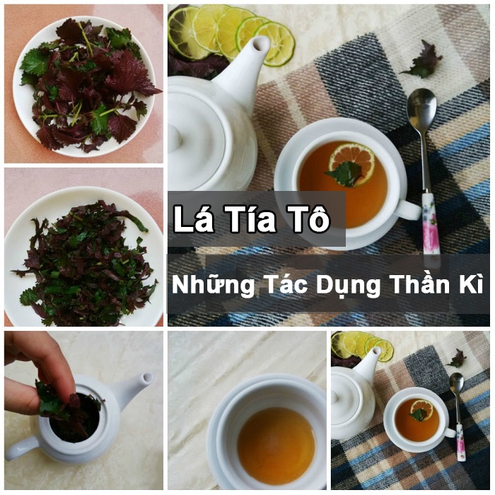 uống nước lá tía tô có tác dụng gì